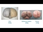 Comparing an Orca's Brain to a Human's Explains Why Killer Whales Are the Ocean's Ultimate Apex Pred