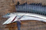 Deep-Sea Cannibalistic Fish with Fangs Washing up on the West Coast