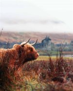Discovering the Allure of Sable Wee: a Unique Perspective