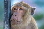 Embracing the Charm of the Ugly Monkey