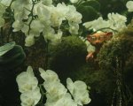 Exploring the Enigmatic World of Chaneques: Guardians of Nature