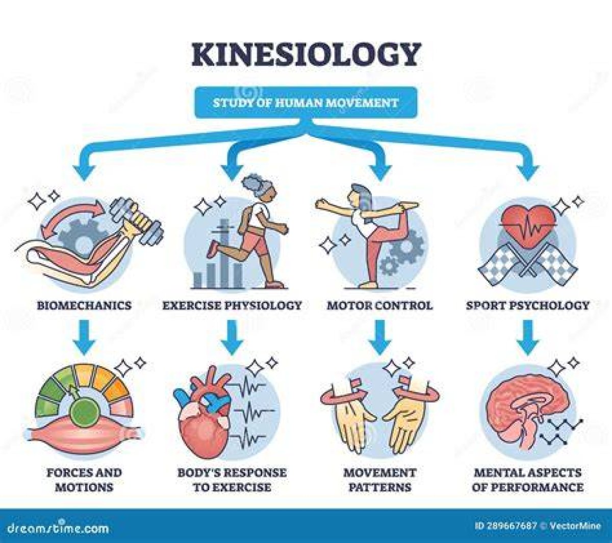 Exploring the Relationship Between Kinesiology and Stem Majors
