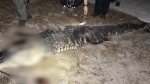 Florida Deputies Identify Suspect Gator in Tragic Sabrina Peckham Incident