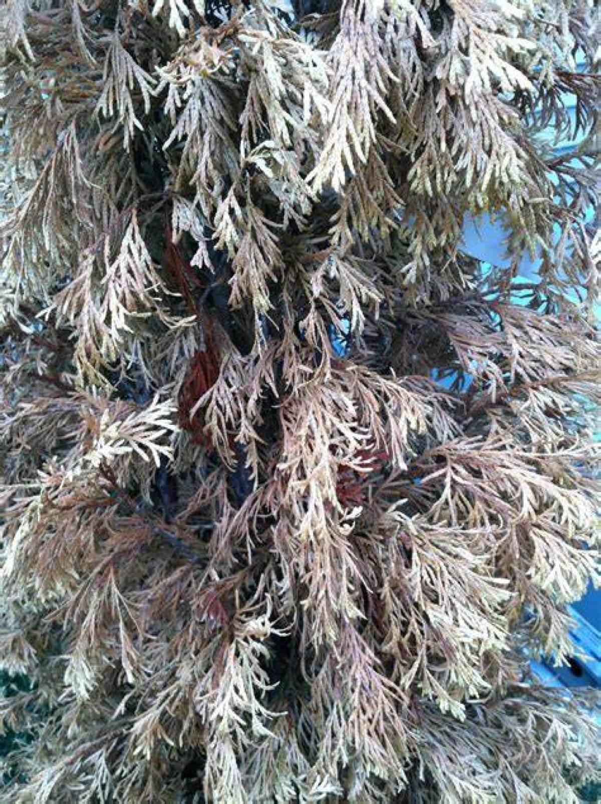 How Do I Know If My Arborvitae Is Overwatered? ·