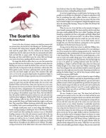 Is Scarlet Ibis a True Story