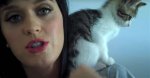Katy Perry's Cat Kitty Purry Dead at 15 ·