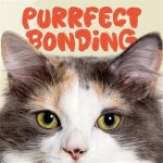 Mkvcinemas Cat: the Ultimate Guide to Your Favorite Movie Streaming Platform