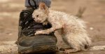 The True Story Behind the Disturbing "Cat in a Blender Original Video"