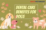 Unlock Exclusive Pet Care Secrets at Petsmart Hadley Ma