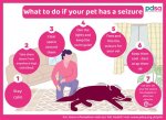 Unveiling the Enigma of Dog Seizures During Sleep: a Journey of Discovery
