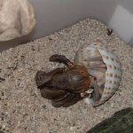 Unveiling the Secrets: Hermit Crab Molting Time-Lapse