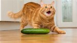 Why Are Cats Scared of Cucumbers? Understanding the Feline Fear